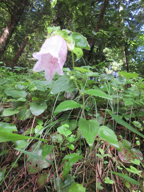 IMG_6975.JPG