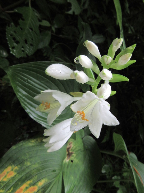 IMG_6980.JPG